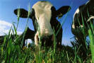 A cow and  her dinner